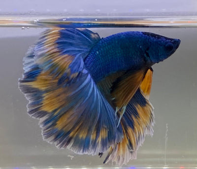 Betta Halfmoon Mustard Gas | Betta Splendens Italia