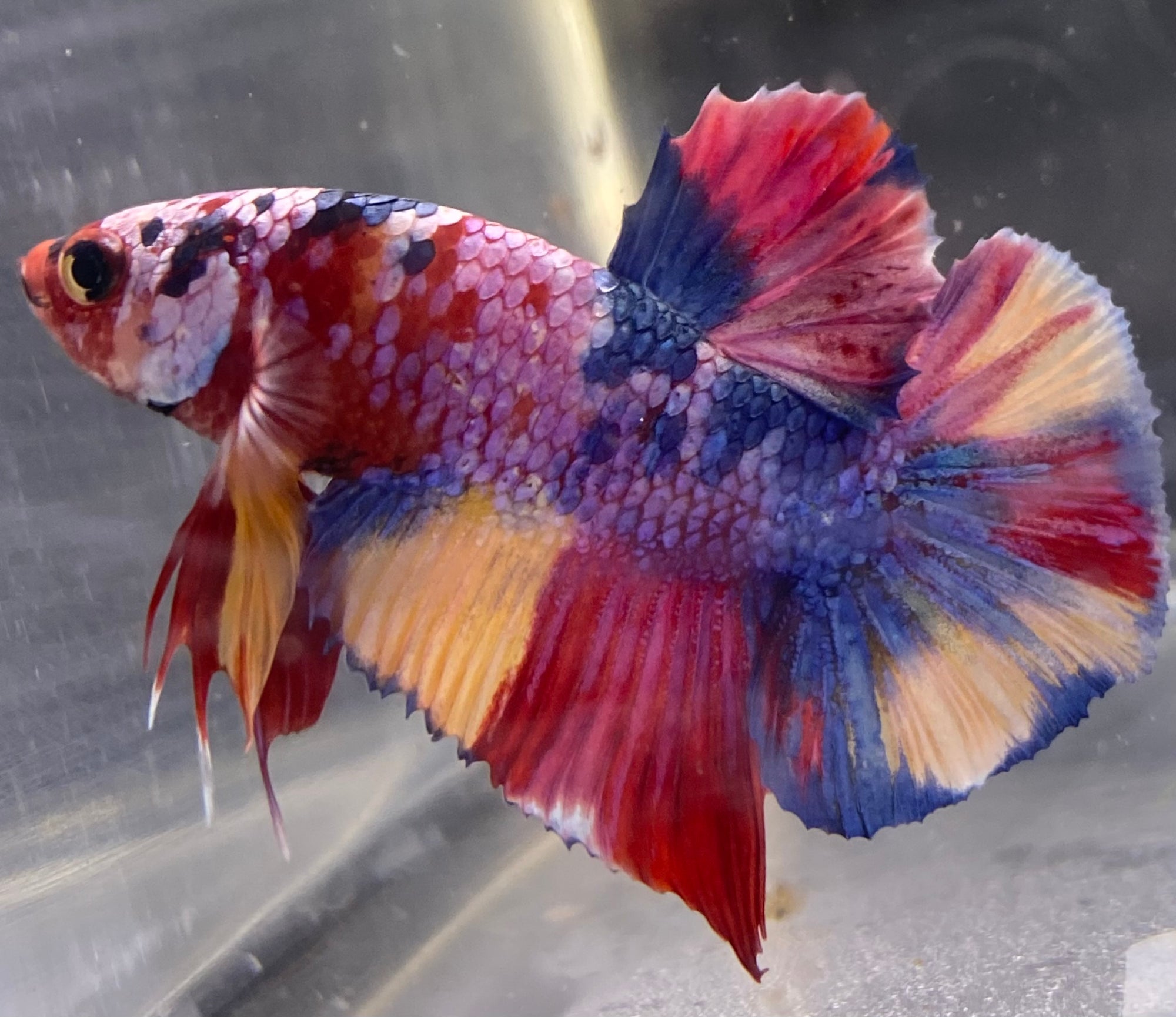 Betta Plakat Candy| Betta Splendens Italia