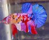 Betta Plakat  Candy Marble | Betta Splendens Italia