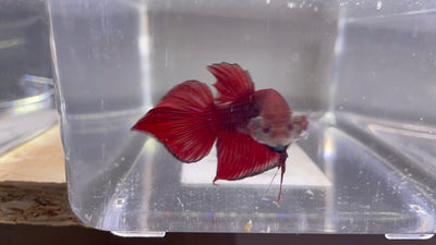 Betta Wild Red Spade Tail| Betta Splendens Italia