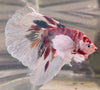 Betta Half Moon Dumbo Multicolor | Betta Splendens Italia