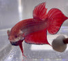 Betta Wild Red Spade Tail| Betta Splendens Italia