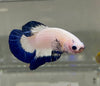 Betta Plakat Blue Rim | Betta Splendens Italia