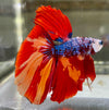 Betta Half Moon Galaxy | Betta Splendens Italia