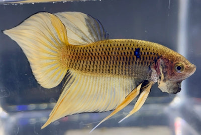 Betta Wild Spade Tail Gold | Betta Splendens Italia