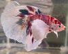 Betta Half Moon Dumbo Multicolor | Betta Splendens Italia