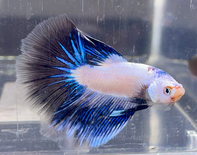 Betta Halfmoon Fancy Dragon | Betta Splendens Italia