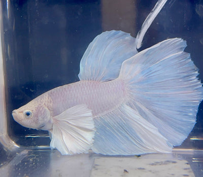 Betta Halfmoon Dumbo Solid White | Betta Splendens Italia