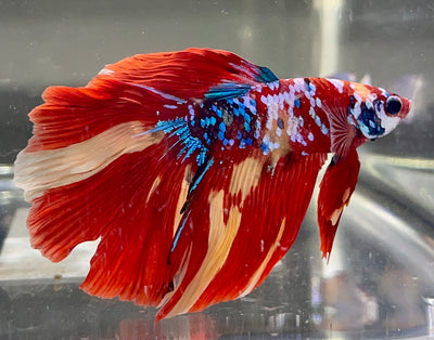 Betta Half Moon Candy Galaxy | Betta Splendens Italia