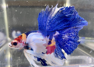 Betta Half Moon Dumbo Multicolor | Betta Splendens Italia