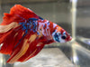 Betta Half Moon Candy Galaxy | Betta Splendens Italia