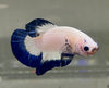 Betta Plakat Blue Rim | Betta Splendens Italia