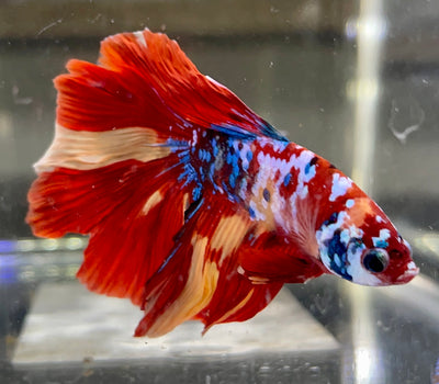 Betta Half Moon Candy Galaxy | Betta Splendens Italia