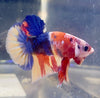 Betta Plakat Candy | Betta Splendens Italia