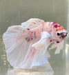 Betta Halfmoon Dumbo Candy Koi | Betta Splendens Italia