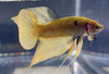 Betta Wild Spade Tail Gold | Betta Splendens Italia