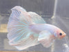 Betta Halfmoon Dumbo Solid White | Betta Splendens Italia