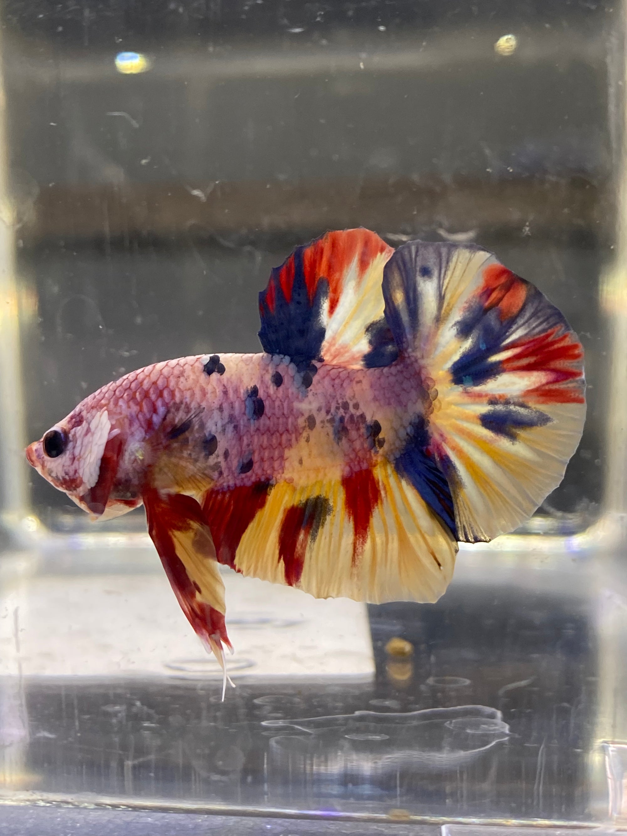 Betta Plakat Candy  | Betta Splendens Italia