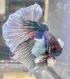 Betta Half Moon Dumbo Salamander | Betta Splendens Italia