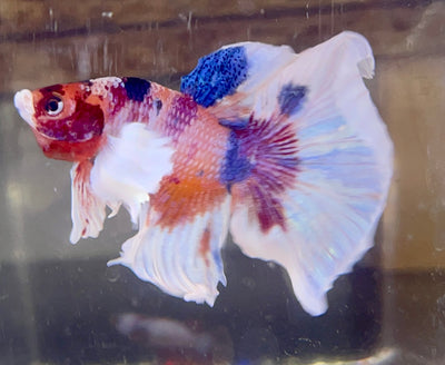 Betta Half Moon Dumbo Multicolor | Betta Splendens Italia