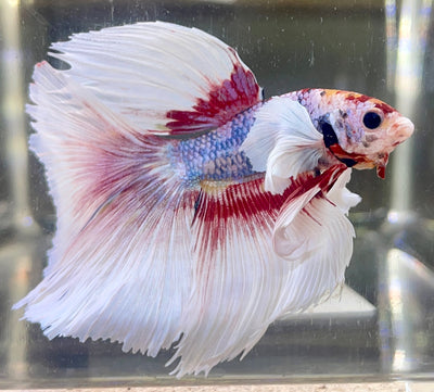 Betta Half Moon Dumbo Multicolor | Betta Splendens Italia