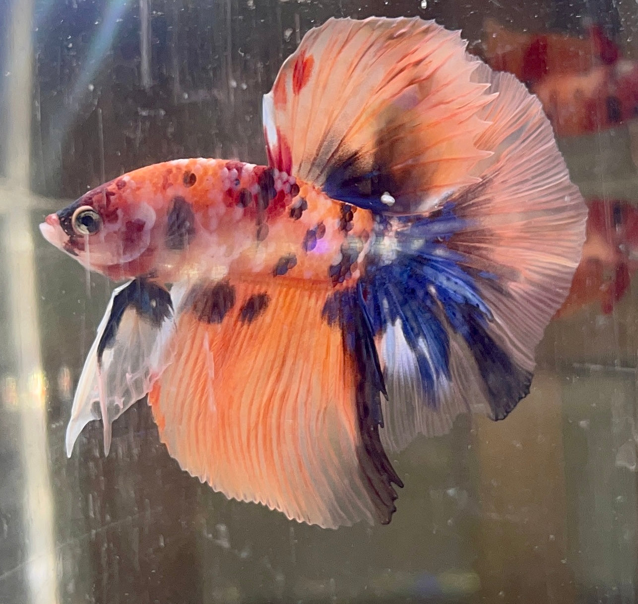 Betta Half Moon Candy | Betta Splendens Italia