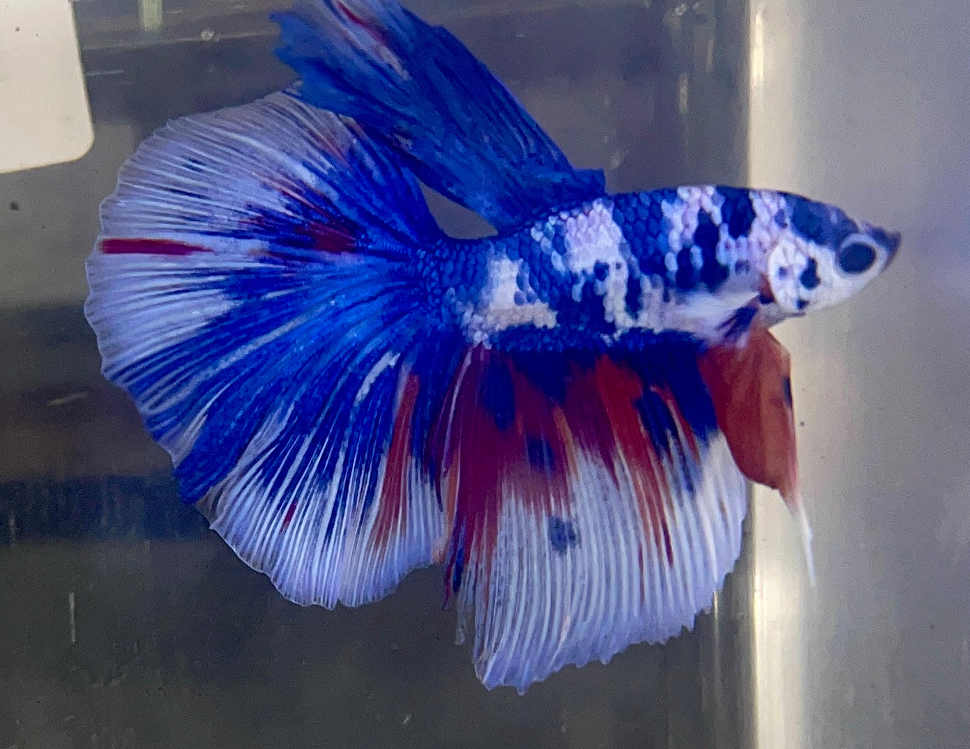 Betta Half Moon Marble | Betta Splendens Italia