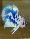 Betta Plakat  Marble | Betta Splendens Italia