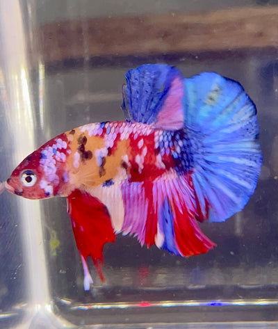 Betta Plakat  Candy Marble | Betta Splendens Italia