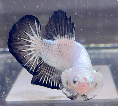 Betta Plakat Copper Black Rim| Betta Splendens Italia