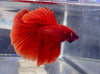 Betta Halfmoon Solid Red | Betta Splendens Italia