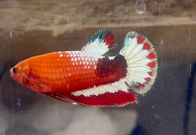 Betta Femmina Plakat Fancy | Betta Splendens Italia