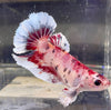 Betta Femmina Halfmoon Dumbo Multicolor | Betta Splendens Italia