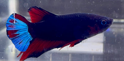 Betta Plakat | Betta Splendens Italia