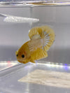 Betta Plakat Yellow Hell Boy | Betta Splendens Italia