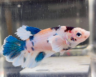 Betta Femmina Halfmoon Dumbo Multicolor | Betta Splendens Italia