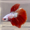 Betta Halfmoon Red Dragon | Betta Splendens Italia