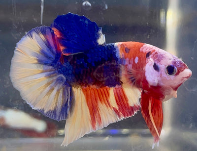 Betta Plakat Candy | Betta Splendens Italia