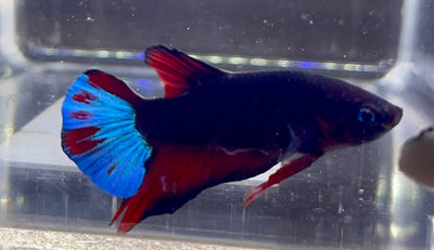 Betta Plakat | Betta Splendens Italia