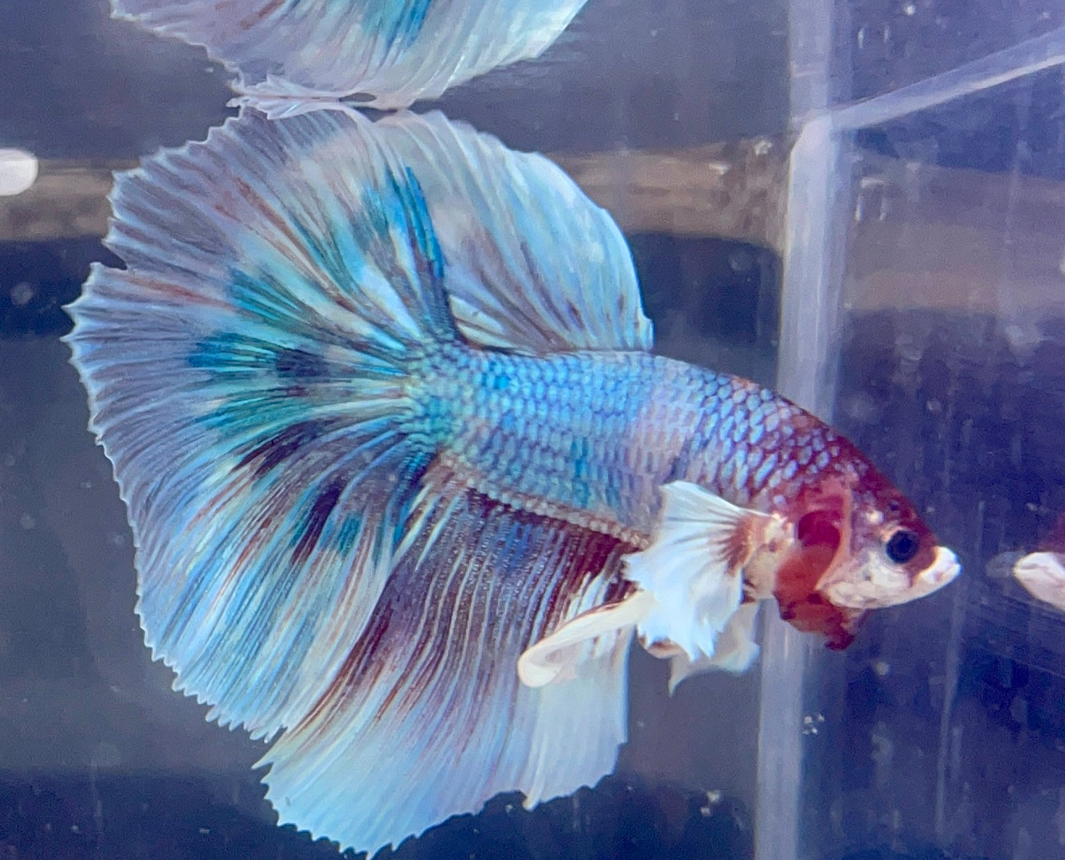 Betta Halfmoon Dumbo Fancy | Betta Splendens Italia