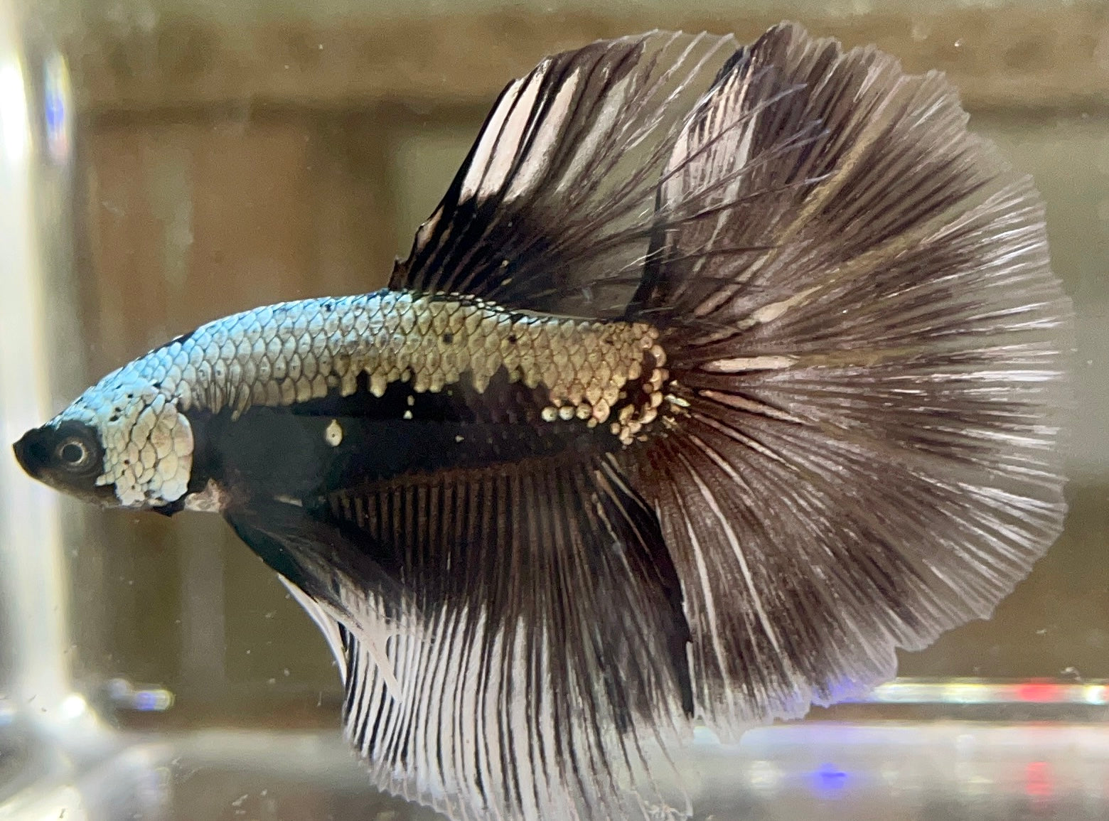 Betta Half Moon Samurai | Betta Splendens Italia