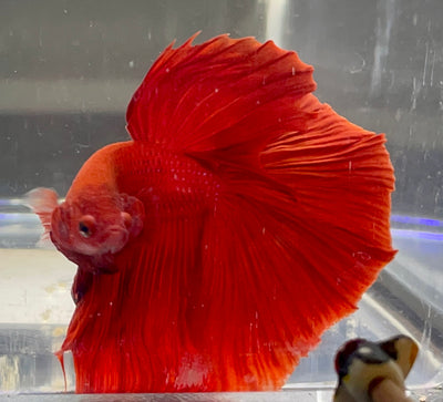 Betta Halfmoon Solid Red | Betta Splendens Italia