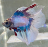 Betta Halfmoon Double Tail Fancy Captain America | Betta Splendens Italia