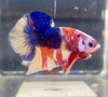 Betta Plakat Candy | Betta Splendens Italia