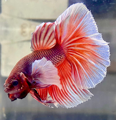 Betta Half Moon Dumbo Lavander | Betta Splendens Italia