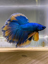 Betta Halfmoon Mustard Gas | Betta Splendens Italia