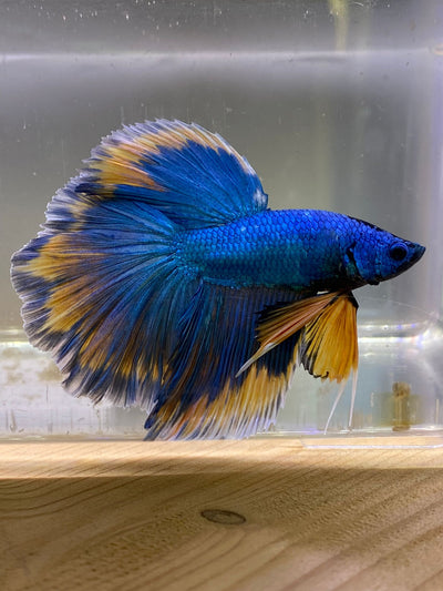 Betta Halfmoon Mustard Gas | Betta Splendens Italia