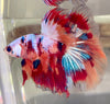 Betta Half Moon Candy | Betta Splendens Italia