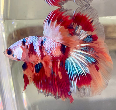 Betta Half Moon Candy | Betta Splendens Italia