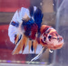 Betta Plakat Candy | Betta Splendens Italia